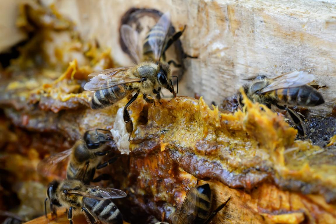 <Pandemi Döneminde Propolis Tüketimi Sitokin Fırtınası Sendromunu Önleyebiliyor